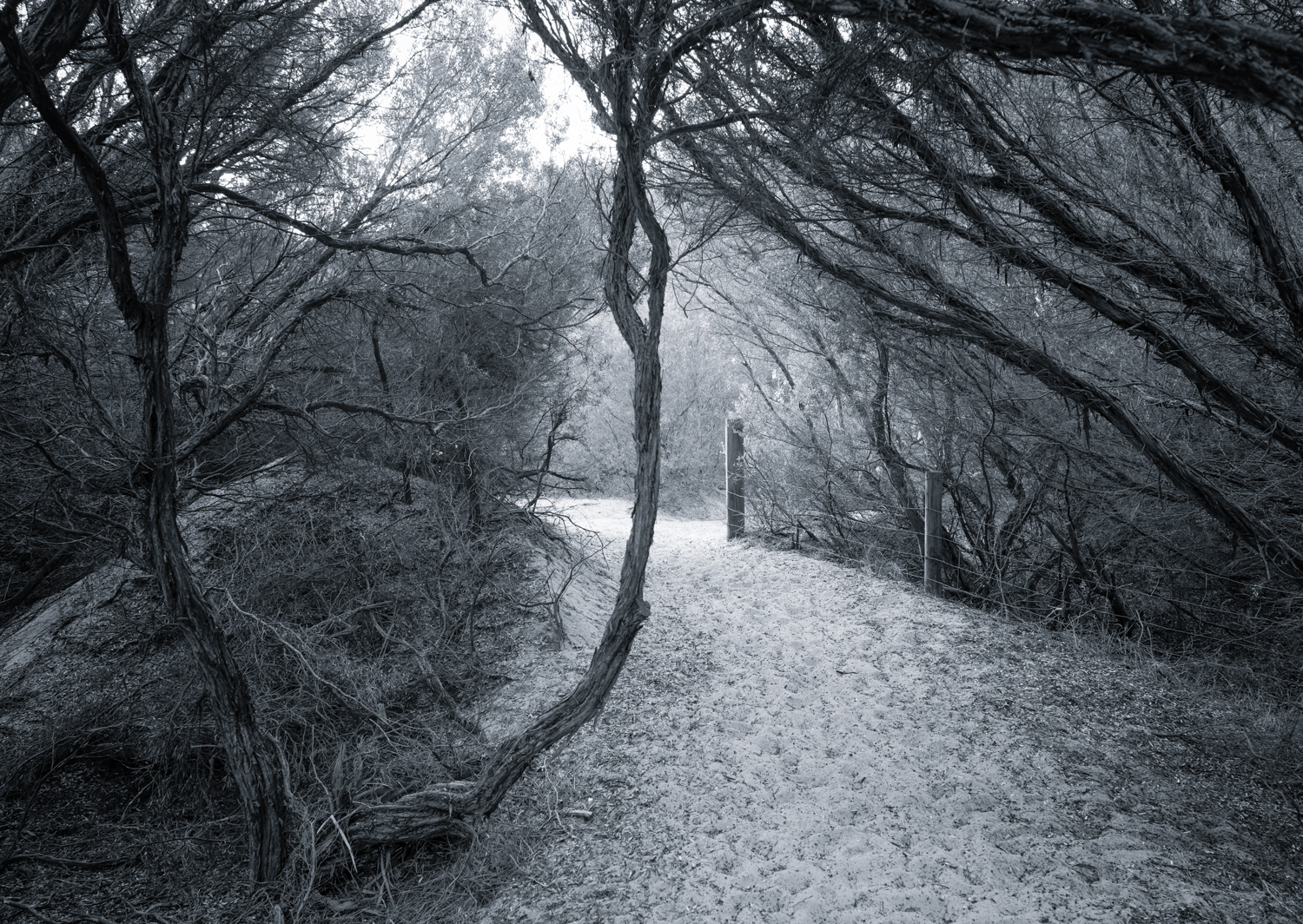 The Walk to the Beach