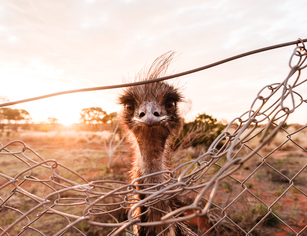 The Extraordinarily Ordinary: A Celebration of Serendipity in the Outback