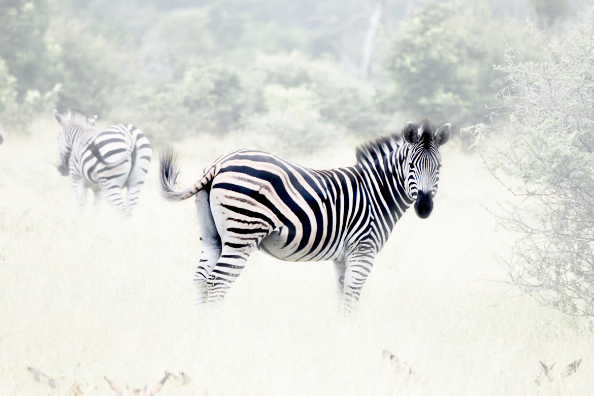 A Dazzle of Zebra! Collective Nouns and Other Lessons from Lion Sands