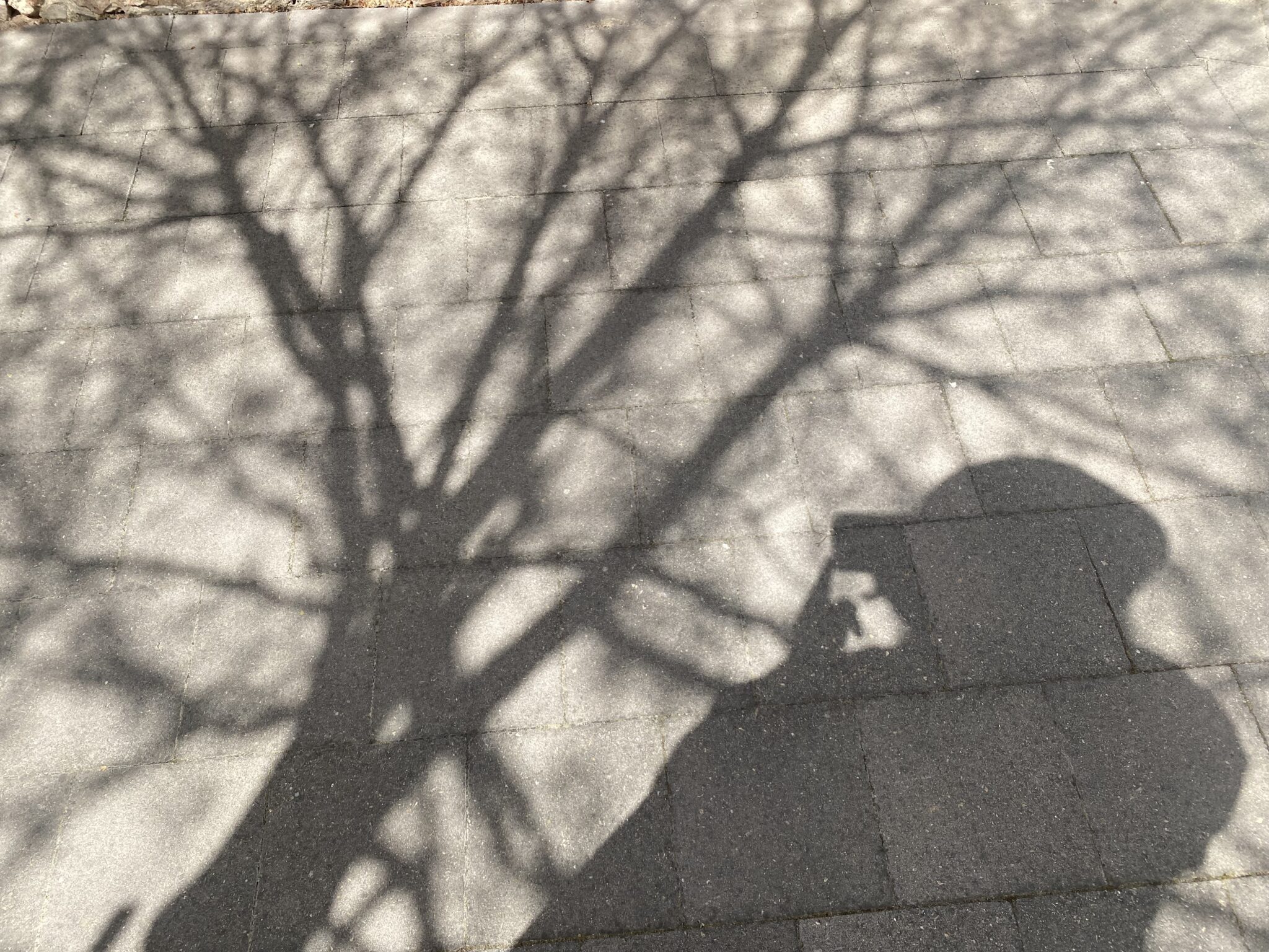 Foto Walk: Mindful Meandering
